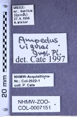 Etiketten zu Ampedus vignai (Guglielmi & Platia, 1985) (NHMW-ZOO-COL-0007151)